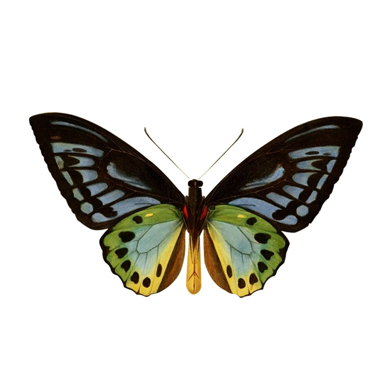 Butterfly Wooden Jigsaw Puzzle - aimpuzzle