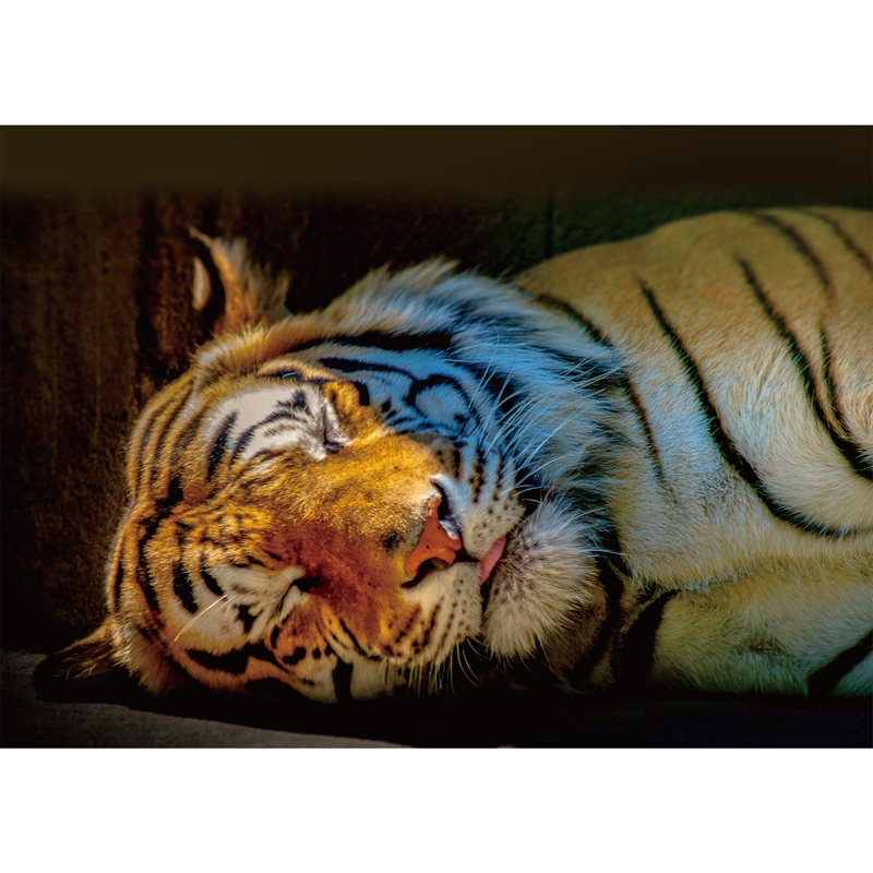 Sleepy Tiger Wooden Jigsaw Puzzle - aimpuzzle