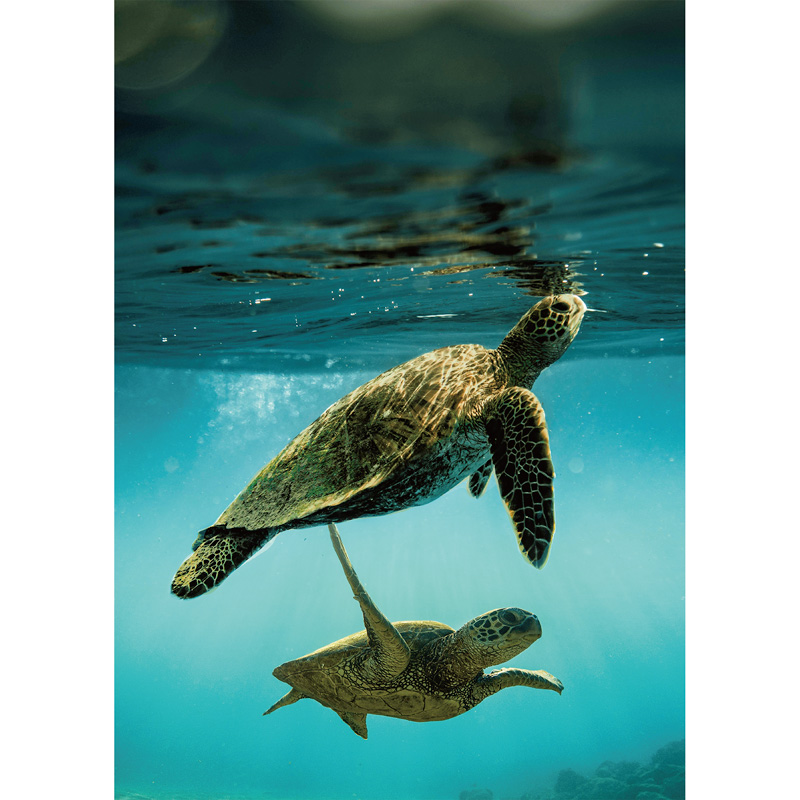 Sea Turtles Wooden Jigsaw Puzzle - aimpuzzle