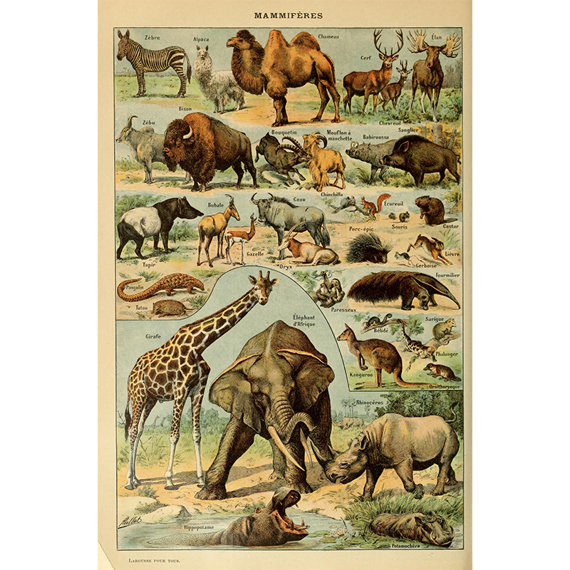 Mammals Wooden Jigsaw Puzzle - aimpuzzle